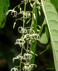 Sterculia hamiltonii