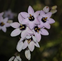 Ixia stolonifera