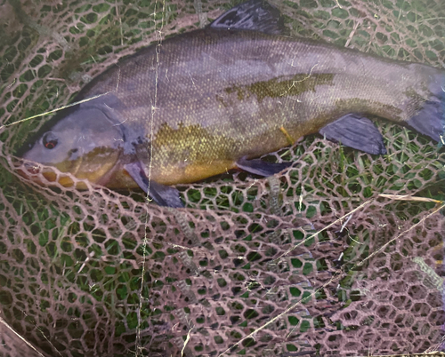 Tench (Tinca tinca) — Cyprinidae — 5