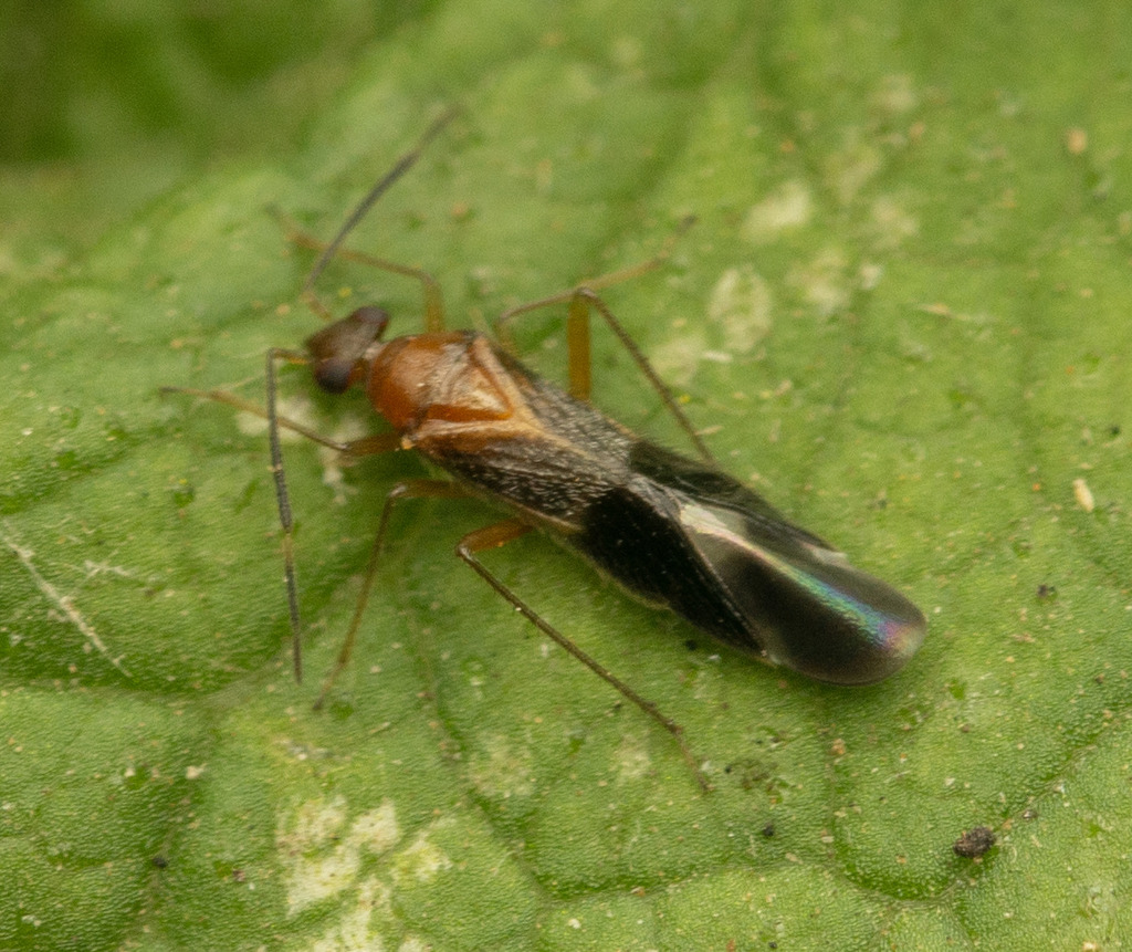 Tuxenella tibionigra