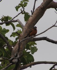 Emberiza tahapisi
