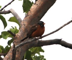 Emberiza tahapisi
