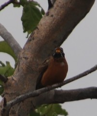 Emberiza tahapisi