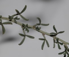 Indigofera complicata