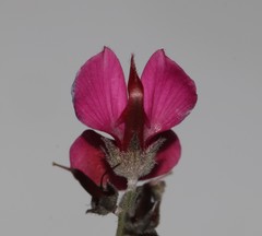Indigofera complicata
