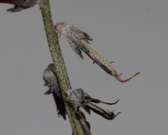 Indigofera complicata