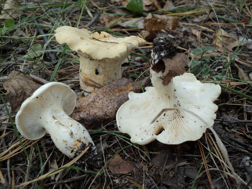 Leucopaxillus cutefractus