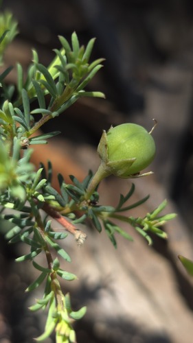 Gompholobium uncinatum observed 2025-11-16