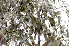 Eucalyptus populnea