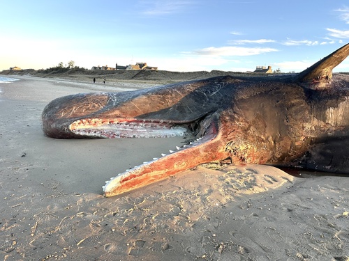 Sperm Whale photographed in Massachusetts