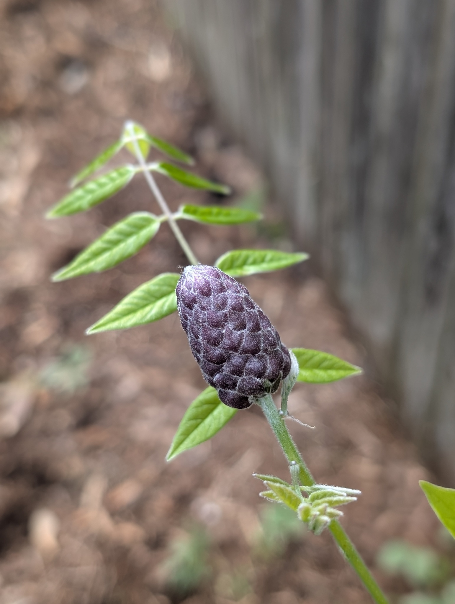 American Wisteria (Wisteria frutescens)