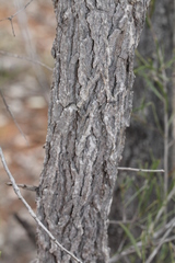 Denhamia cunninghamii