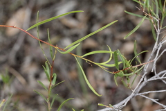 Denhamia cunninghamii