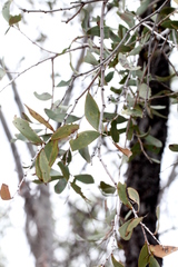 Acacia excelsa