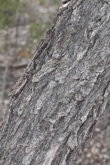 Acacia excelsa