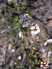 Styphelia rufa