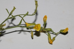 Lotononis viborgioides