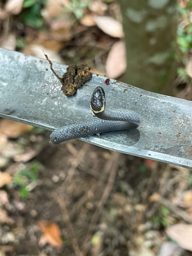 Southern Dwarf Crowned Snake sighting