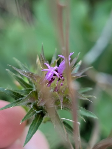 scaly blazing star (Liatris squarrosa)