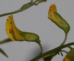 Lotononis viborgioides