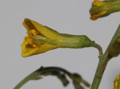 Lotononis viborgioides