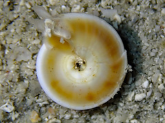 Psilaxis radiatus