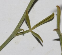 Lotononis viborgioides