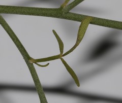 Lotononis viborgioides