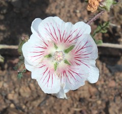 Anisodontea dissecta