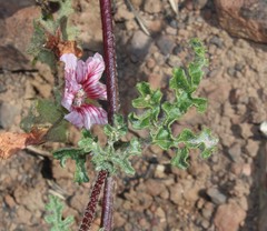 Anisodontea dissecta