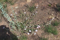 Anisodontea dissecta