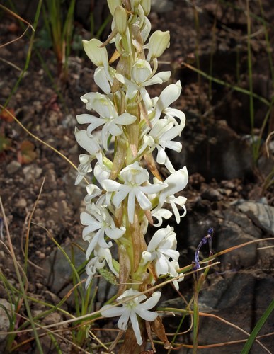 Image of Satyrium pallens by (c) Brian du Preez, some rights reserved (CC BY-SA)