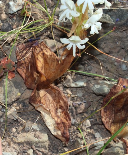 Image of Satyrium pallens by (c) Brian du Preez, some rights reserved (CC BY-SA)