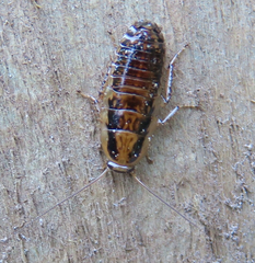 Celatoblatta vulgaris