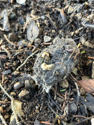 View observation of {o.common_name} on iNaturalist