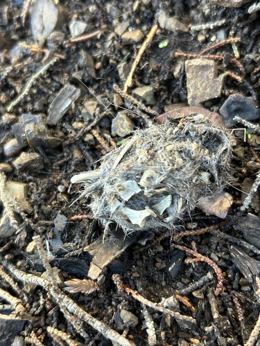 View observation of {o.common_name} on iNaturalist