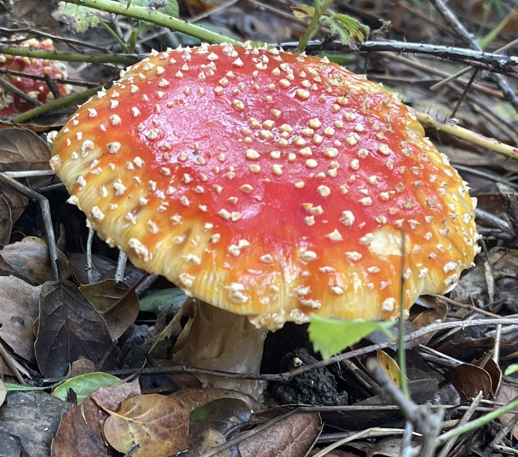 Amanita muscaria flavivolvata · November 2025 · photo: © joqatana (iNaturalist, cc-by)