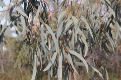 Eucalyptus coolabah