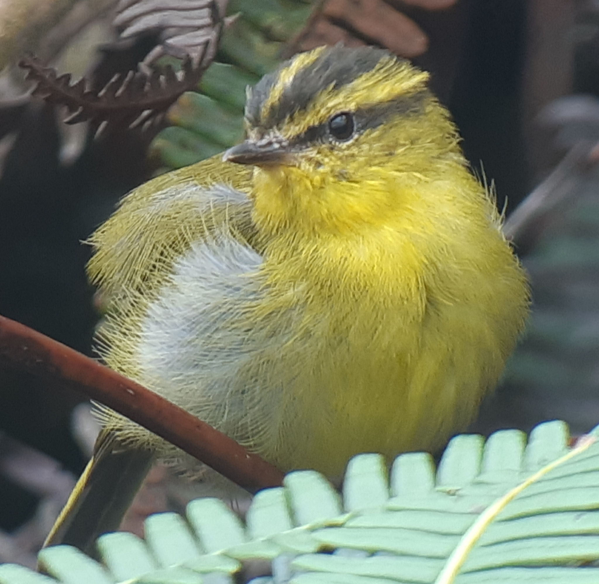 Mountain Leaf Warbler