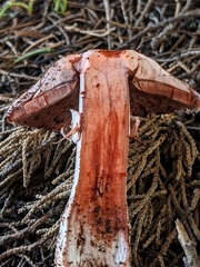 Agaricus brunneofibrillosus