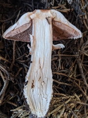 Agaricus brunneofibrillosus