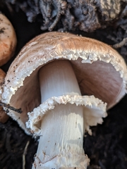 Agaricus brunneofibrillosus