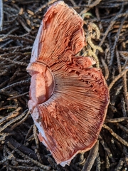 Agaricus brunneofibrillosus