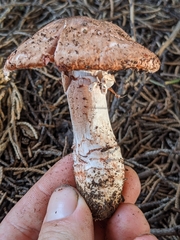 Agaricus brunneofibrillosus