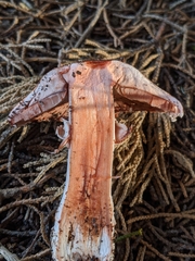 Agaricus brunneofibrillosus