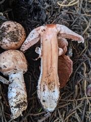 Agaricus brunneofibrillosus