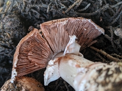 Agaricus brunneofibrillosus