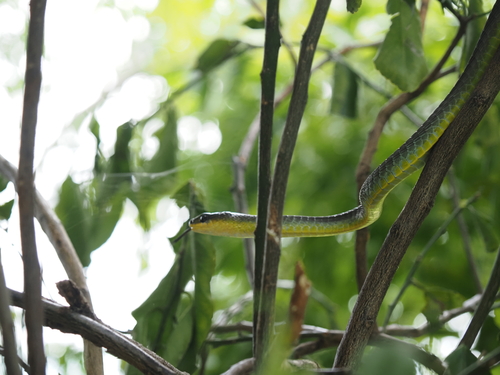 Common Tree Snake sighting
