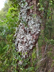 Parmotrema austrocetratum