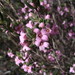 Zieria veronicea veronicea - Photo (c) Alan Dandie, some rights reserved (CC BY-NC), uploaded by Alan Dandie